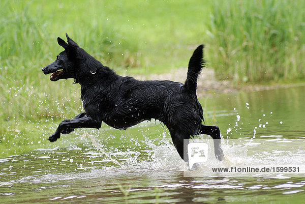 Dog running in water