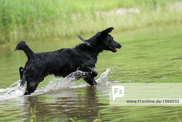 Dog playing in water