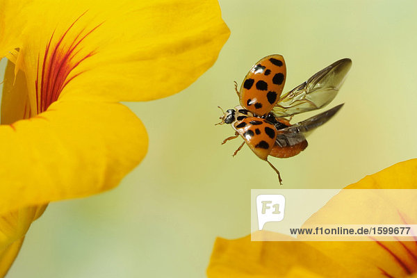 Asiatischer Marienkäfer (Harmonia Axyridis) schwebend über Blume