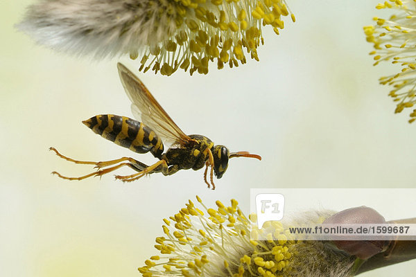 Nahaufnahme von Polistes Gallicus Wasp schwebend über Willow catkin
