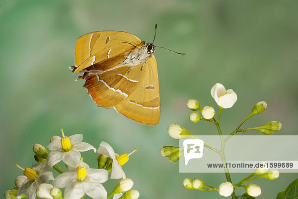 Nahaufnahme der Brown-Zipfelfalter (Thecla Betulae) Schmetterling schwebend über Blume