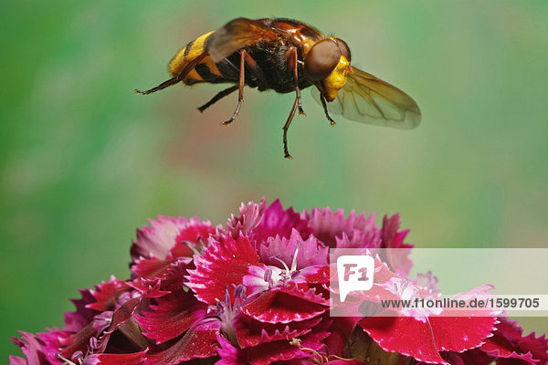 Nahaufnahme der Hornet imitieren Schwebfliegen (Hornissenschwebfliege) schwebend über Blume
