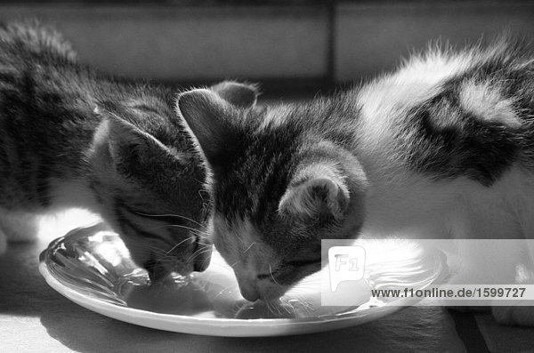 Nahaufnahme über zwei Kätzchen trinken Milch in Platte