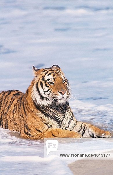 Bengalischer Tiger (Panthera Tigris Tigris)