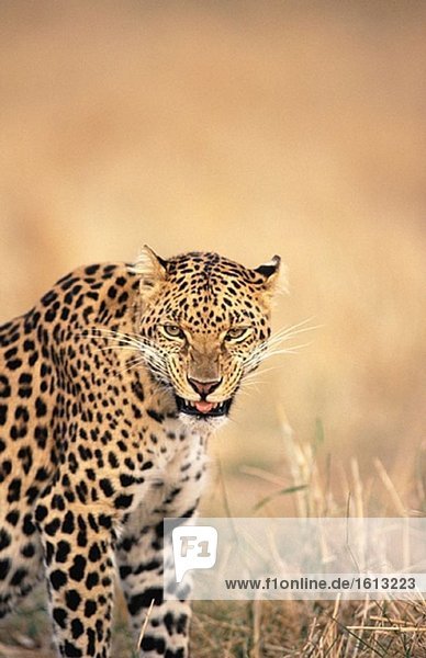 Leopard (Panthera Pardus)