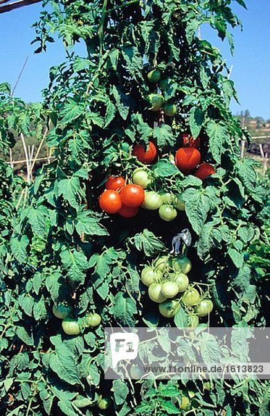 Tomate-Pflanzen