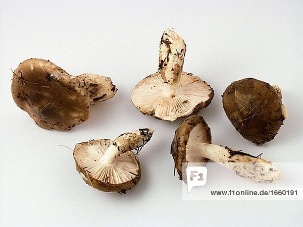 Mushrooms (Hygrophorus dichrous)