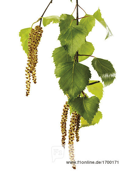 Birkenpollen Nahaufnahme