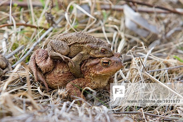 Nahaufnahme des gemeinsamen Toad (Bufo Bufo) Paarung im Feld