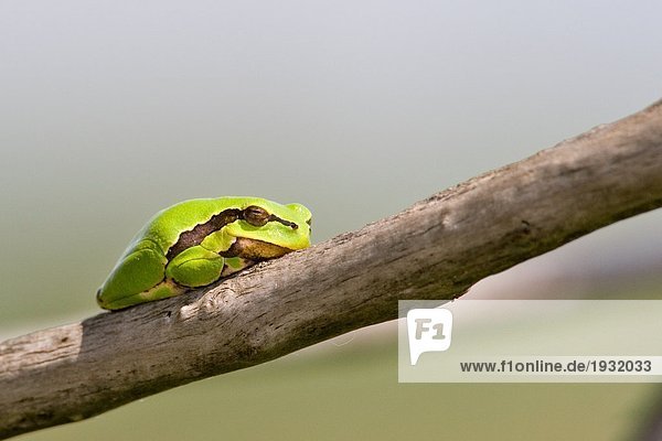 Close-up of European Tree Frog (Hyla arborea) on branch