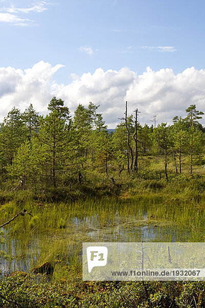 Nadelbäume im Wald  Schweden
