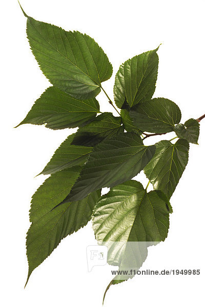 Mulberry leaves  Morus nigra