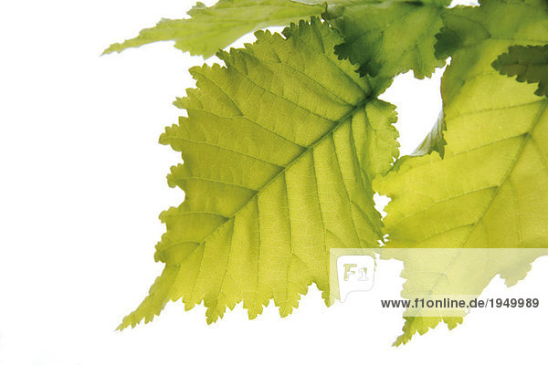 Ulmenblätter (Ulmus Americana) vor weißem Hintergrund Nahaufnahme