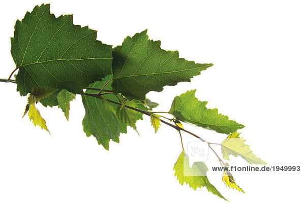 Birch leaves Betula