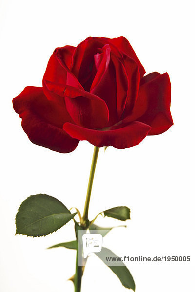 Rose  Rosa