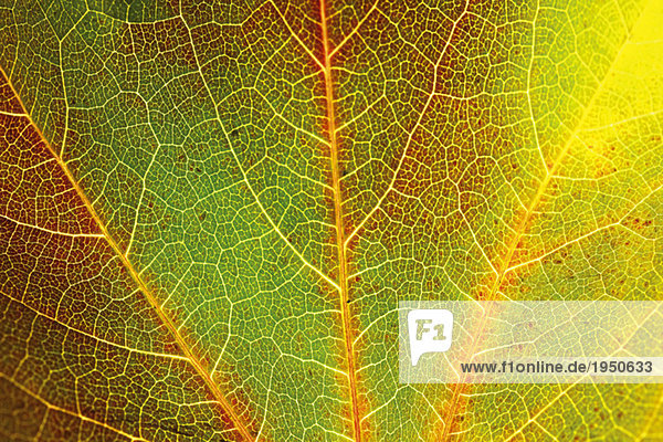 Herbstliche Virginia-Kriecherblätter