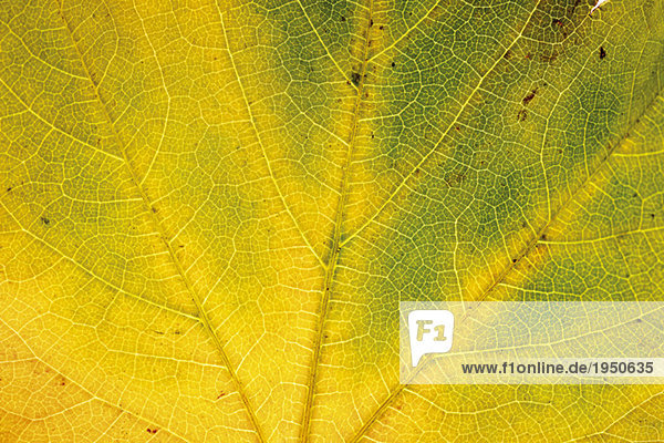 Herbstliche Virginia-Kriecherblätter