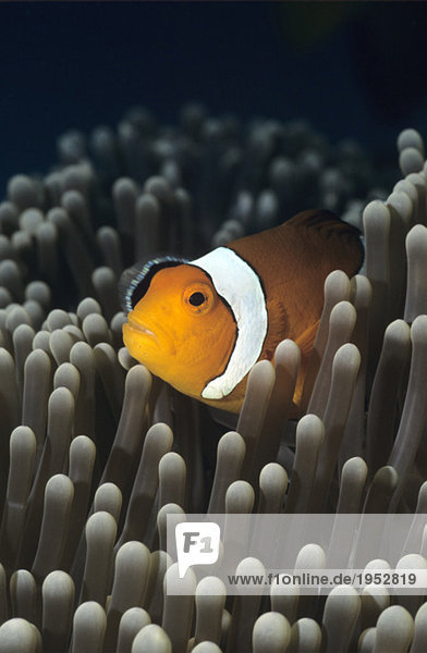 Western Clownfish  Amphiprion ocellaris