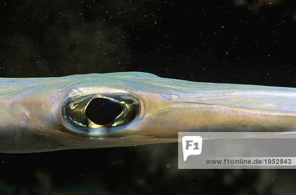 Cornetfish  Fistularia commersonii
