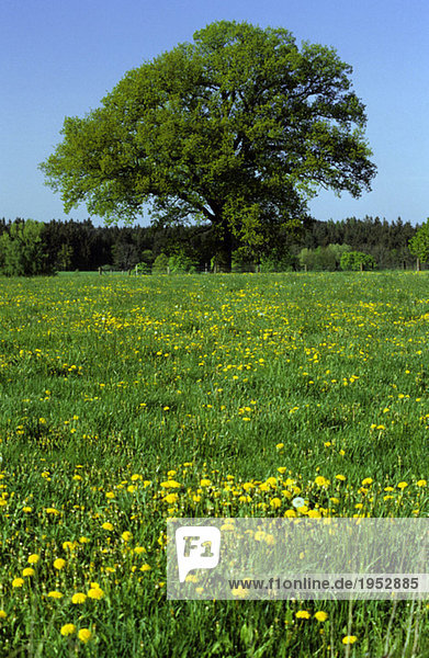 Germany  Bavaria  tree on summer meadow