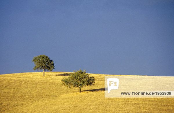 Italien  Toskana  Baum und Feld