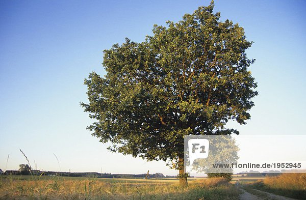 Germany  Bavaria  Red beech in a field