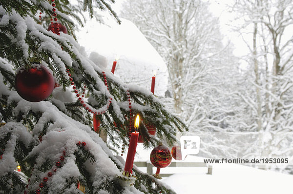 Brennende Kerze am Weihnachtsbaum mit Schnee bedeckt  Nahaufnahme