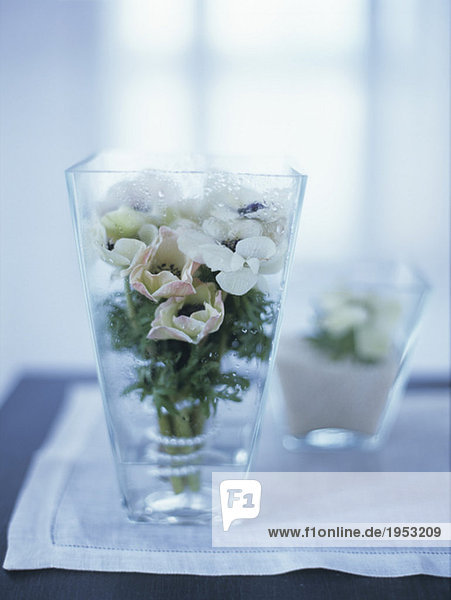 Anemonen in Vase