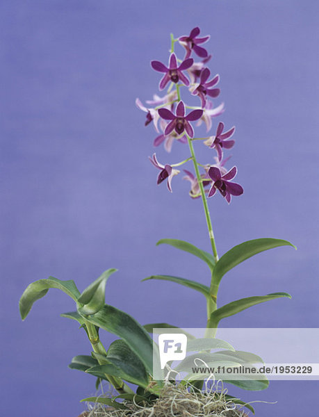 Rosa Orchidee  Nahaufnahme