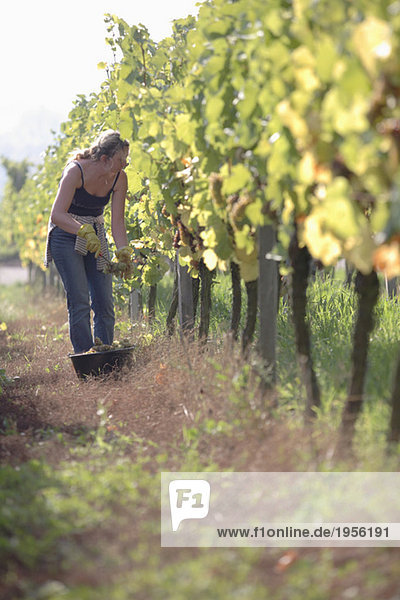 Woman cutting grapes in vineyard