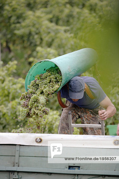 Man pouring grapes on truck