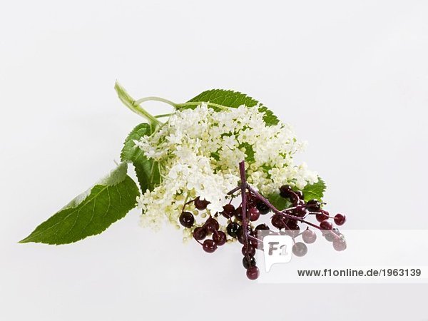 Holunderblüte und Holunderbeeren