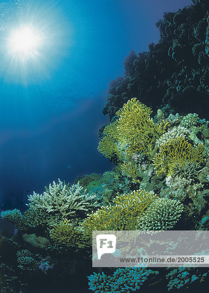 Steinkorallen am Korallenriff  Unterwasser