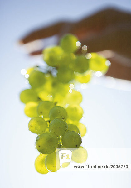 Hand hält grüne Weintrauben ins Licht