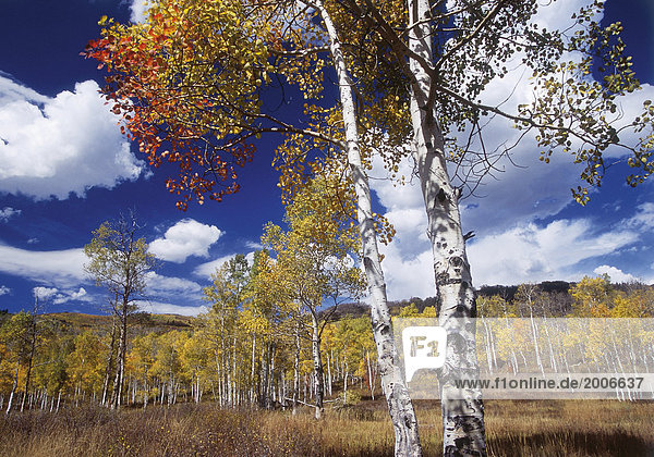 Herbstlicher Espenwald  Utah  USA