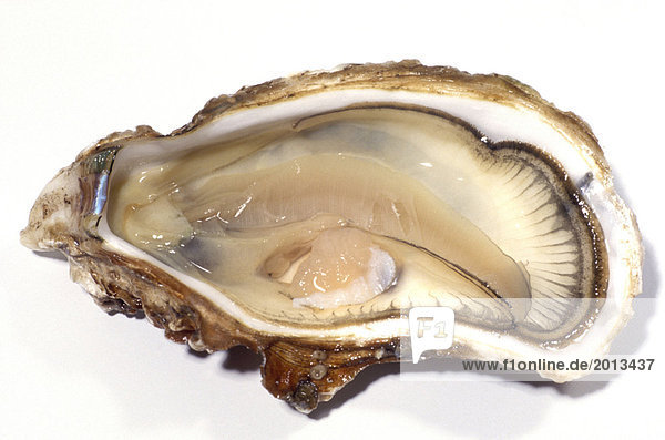 Oyster aus Bouzigues