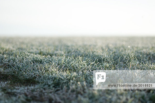 Frostbedecktes Gras  Blick auf die Oberfläche
