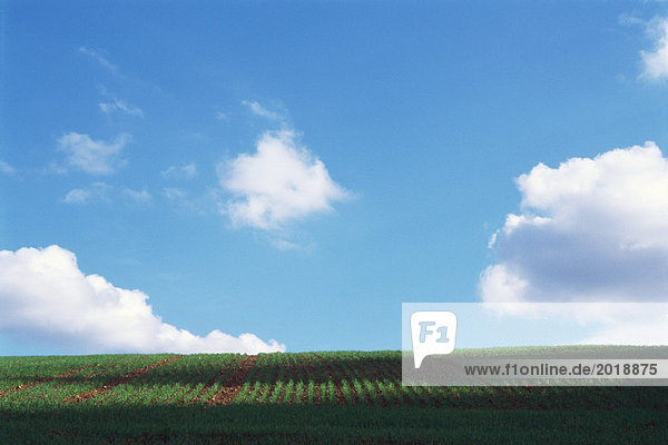 Ländliche Landschaft mit Feld  blauem Himmel und Wolken