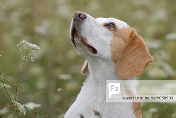 Nahaufnahme der Beagle Hund im Feld Nachschlagen