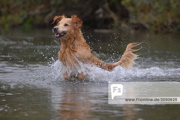 Hund waten im river