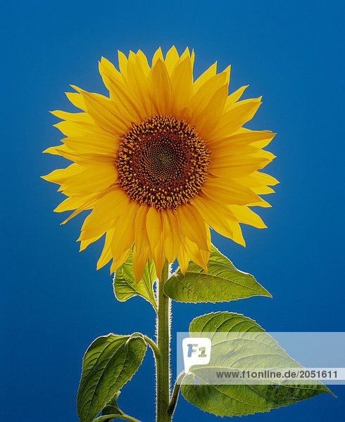 10147201  Sonnenblume  blau  Blume  gelb  Symbol  Landwirtschaft