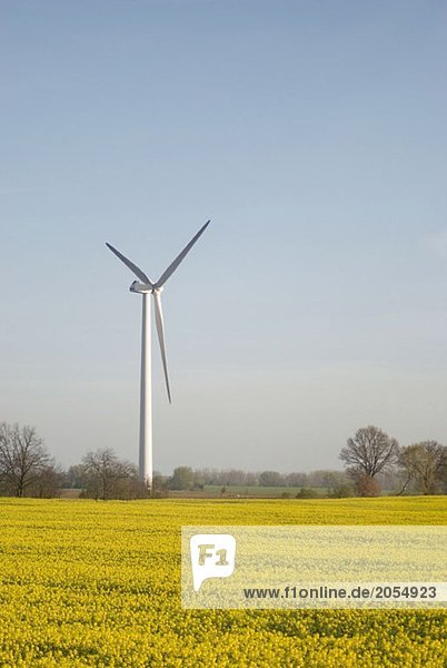 Wind turbines across fields of flowering oilseed rape (Brassica napus)