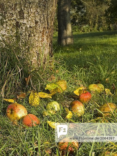 Nahaufnahme von Äpfeln verstreut in der Nähe von Baum