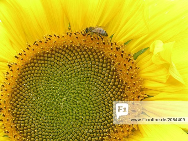 Nahaufnahme der Biene auf Sonnenblume (Helianthus Annus)
