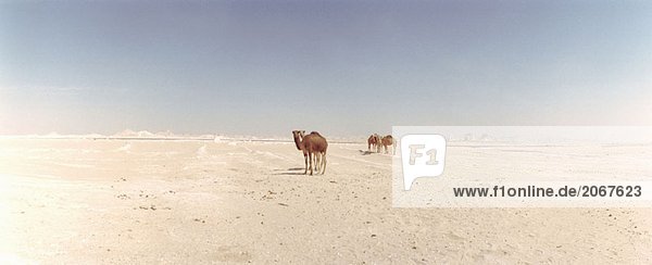 099029,Arid Landscape,Blue,Camel,Color