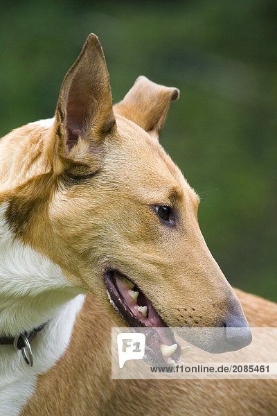 Close-up of dog panting