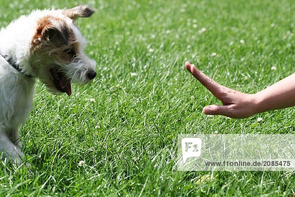 Nahaufnahme der Hund Blick auf person's hand