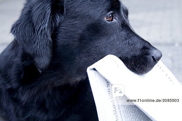 Nahaufnahme der Hund hält Zeitung im Maul