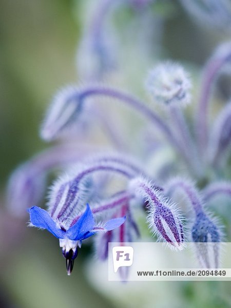 Nahaufnahme der Borretsch Blume und Knospen