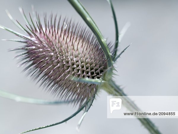 Nahaufnahme der Dipsacaceae